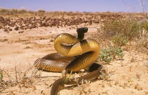 世界最毒的毒蛇第一名（被吉尼斯纪录认证的世界最毒之蛇）-第3张图片