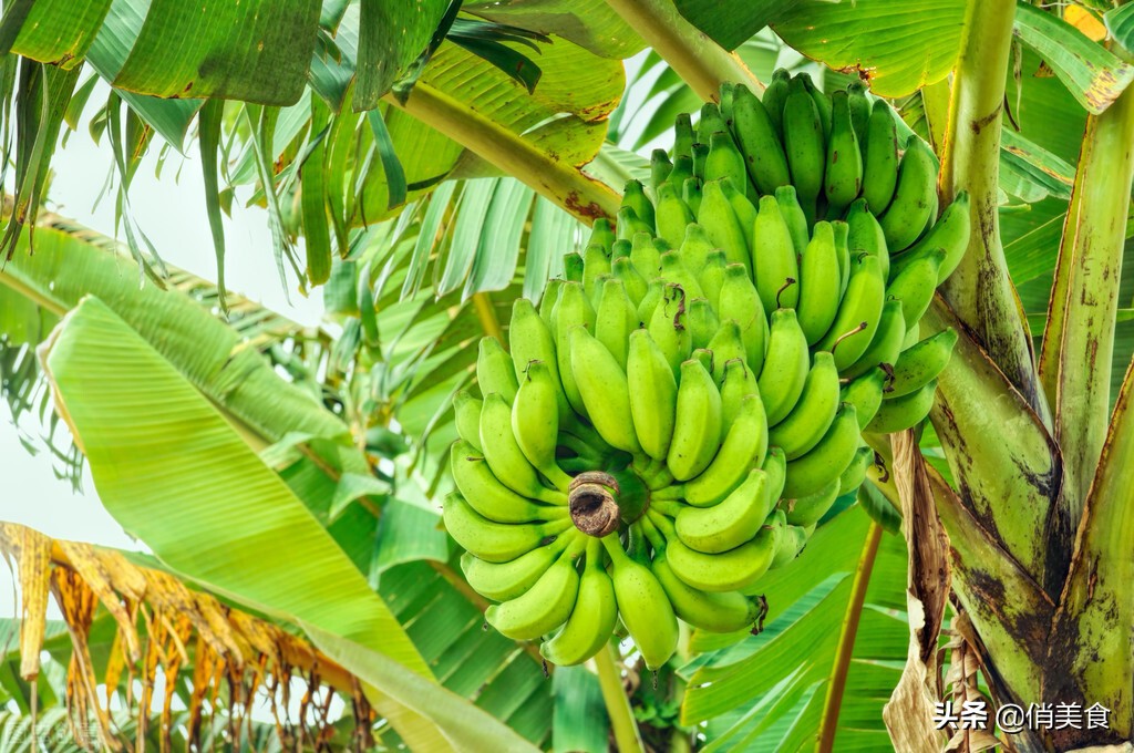 芭蕉和香蕉的区别（记住这3点就清楚芭蕉香蕉的不一样了）-第5张图片
