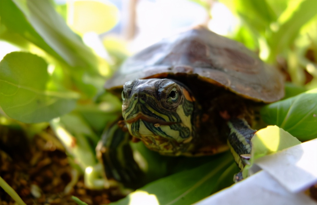巴西红耳龟的简介（巴西红耳龟在我国属于入侵物种吗）-第14张图片