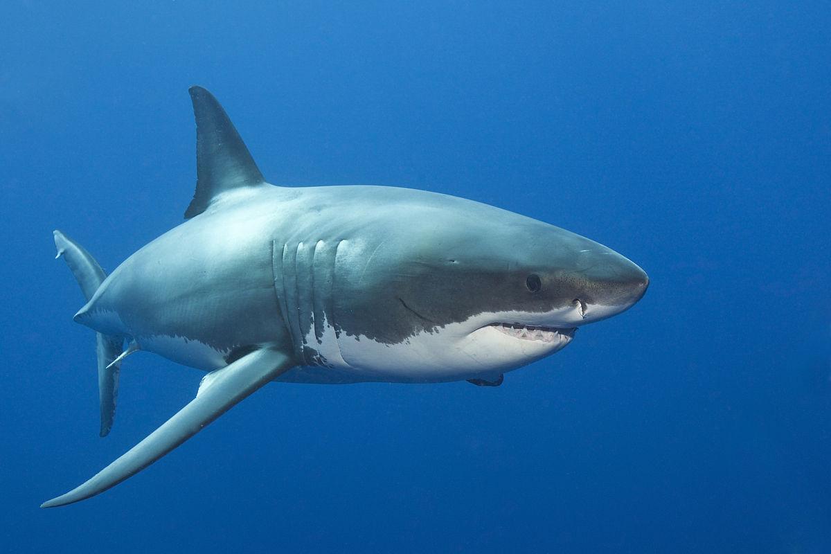 鲨鱼是不是哺乳动物（鲨鱼是属于卵生还是哺乳动物）-第3张图片