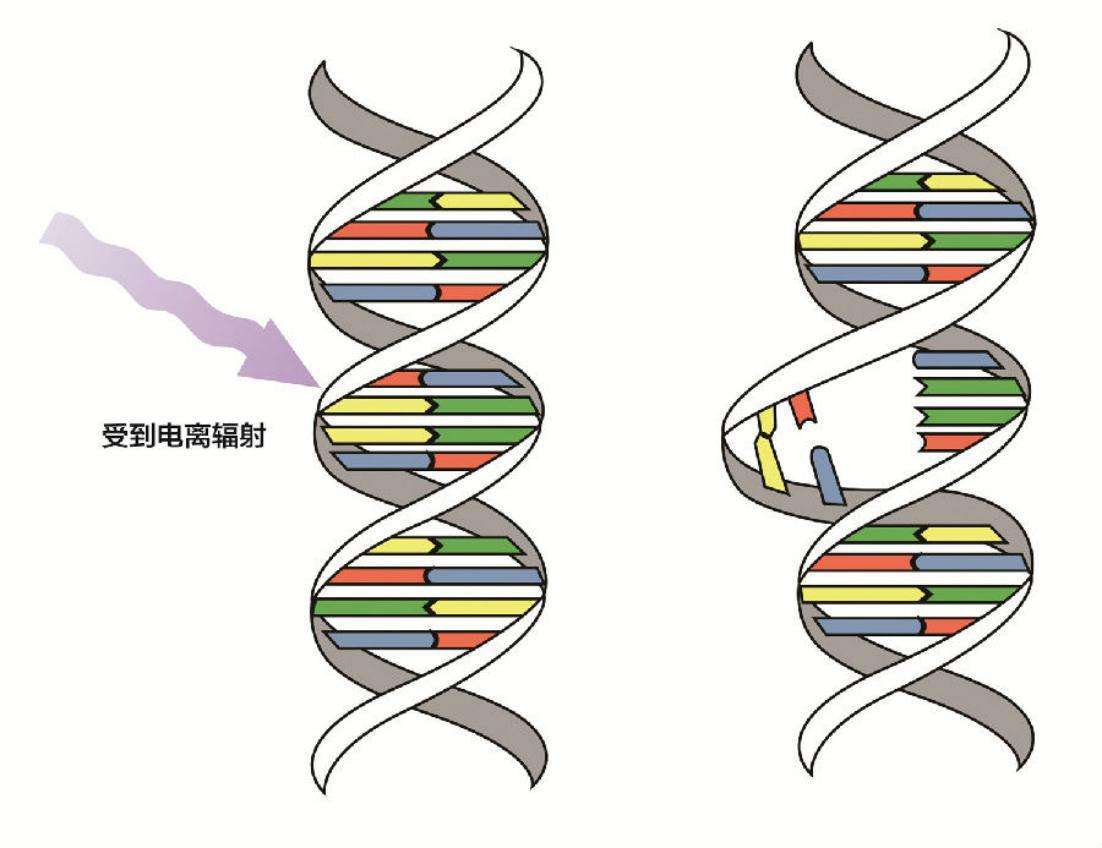 人为什么会老而不能长生不老（人类会衰老的三个原因）-第8张图片