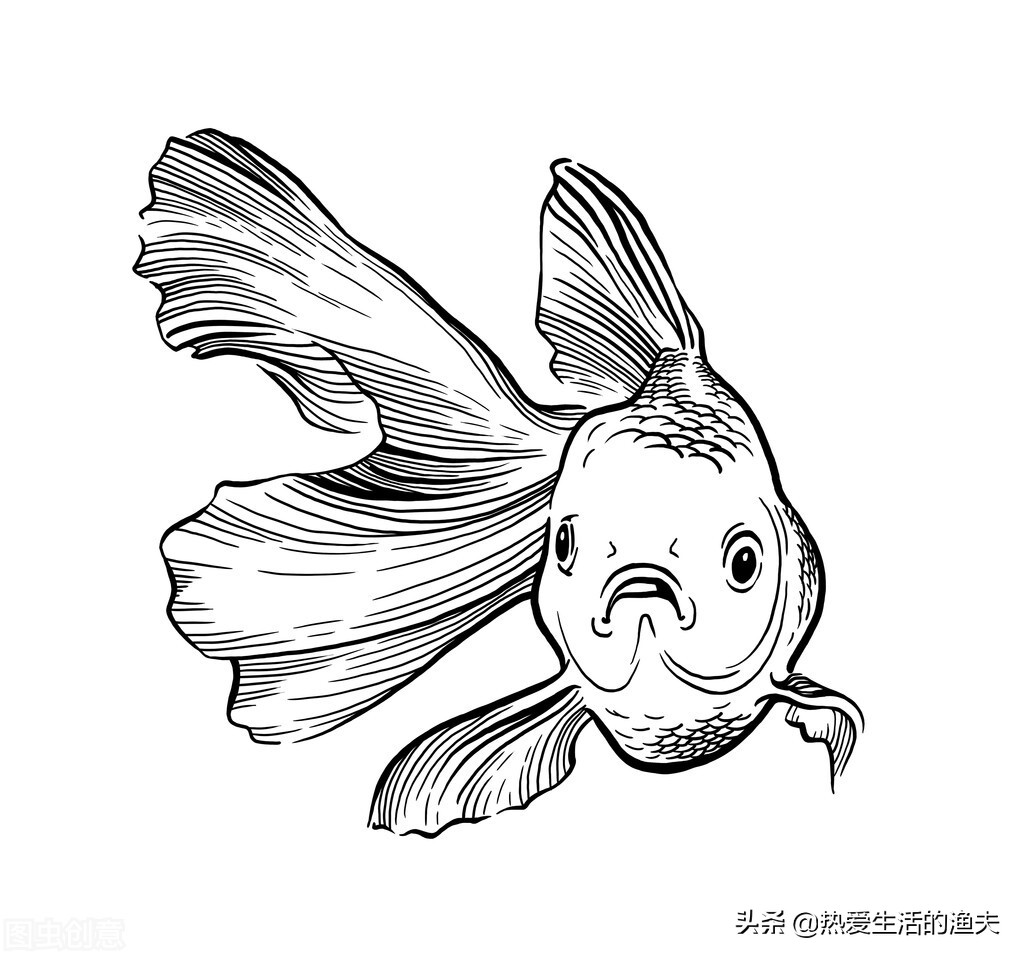 金鱼可以几天不喂食（金鱼不喂鱼食能活几天会饿死吗 ）-第1张图片