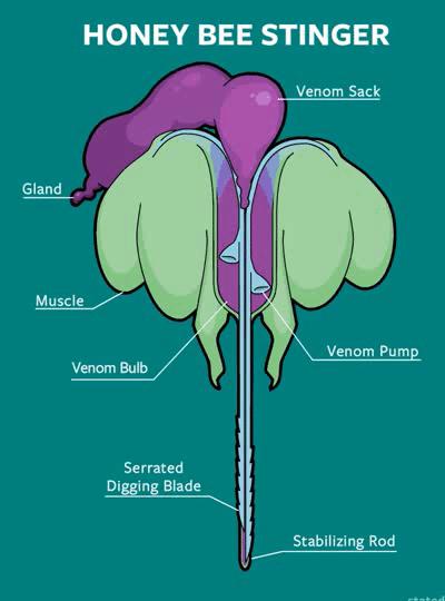 蜜蜂蜇人后为什么会死去（蜜蜂蜇了人后自己也会死的原因）-第3张图片