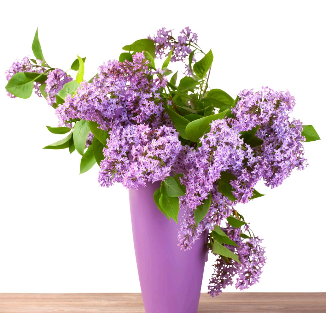 常见紫色的花有哪些（紫色花朵的花名都叫什么名字）-第19张图片