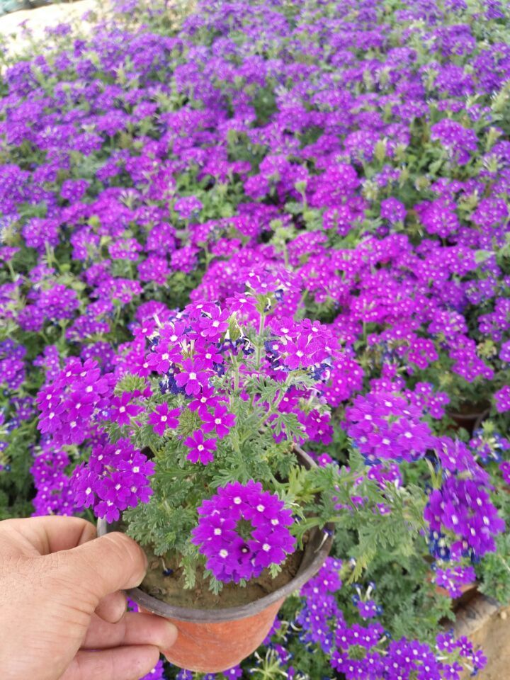 常见紫色的花有哪些（紫色花朵的花名都叫什么名字）-第36张图片