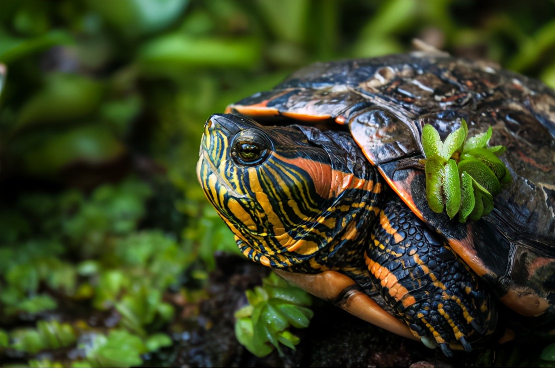 巴西红耳龟的简介（巴西红耳龟在我国属于入侵物种吗）-第6张图片
