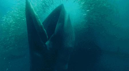 蓝鲸有多大有多重（地球上有史以来最大的生物是什么）-第5张图片