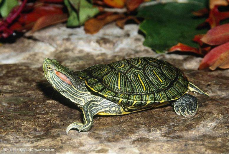 巴西红耳龟的简介（巴西红耳龟在我国属于入侵物种吗）-第7张图片