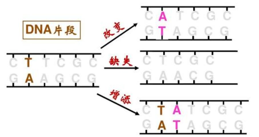 人为什么会老而不能长生不老（人类会衰老的三个原因）-第7张图片