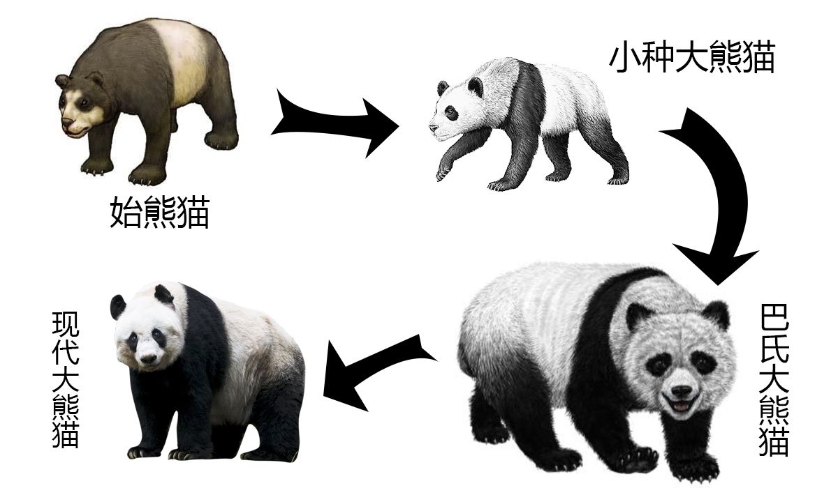 大熊猫生活在什么地方（为什么野生大熊猫只在中国有）-第2张图片