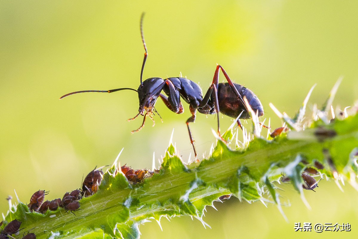 蚂蚁的生活习性简单介绍（蚂蚁的生活环境以及特点）-第3张图片