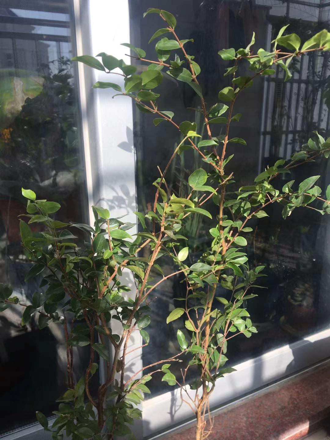 树葡萄种植与管理-第1张图片 树葡萄种植与管理-第1张图片
