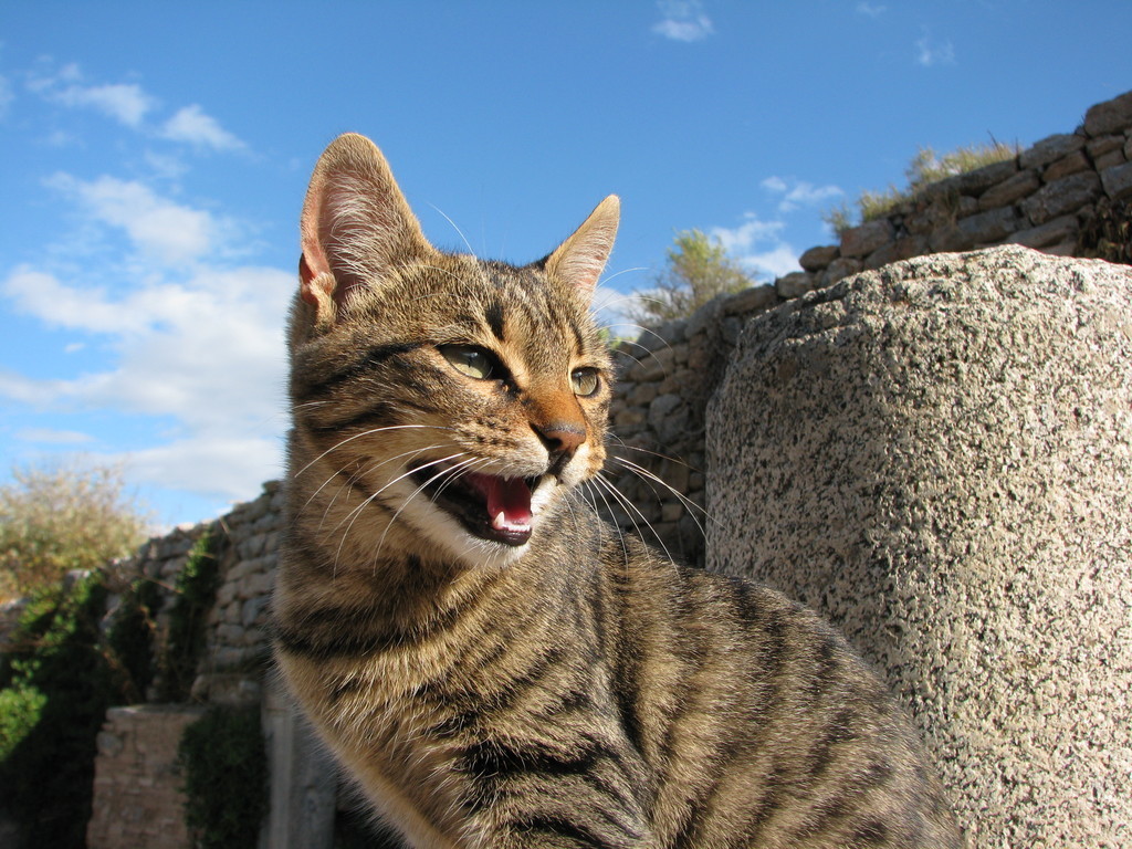 猫脸老太太真实事件介绍（猫脸老太太故事的可信度高吗）-第5张图片