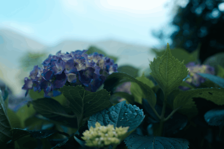 绣球花为什么不吉利(家里为什么不能养绣球花)-第4张图片 绣球花为什么不吉利(家里为什么不能养绣球花)-第4张图片