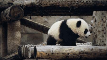 大熊猫生活在什么地方（为什么野生大熊猫只在中国有）-第1张图片