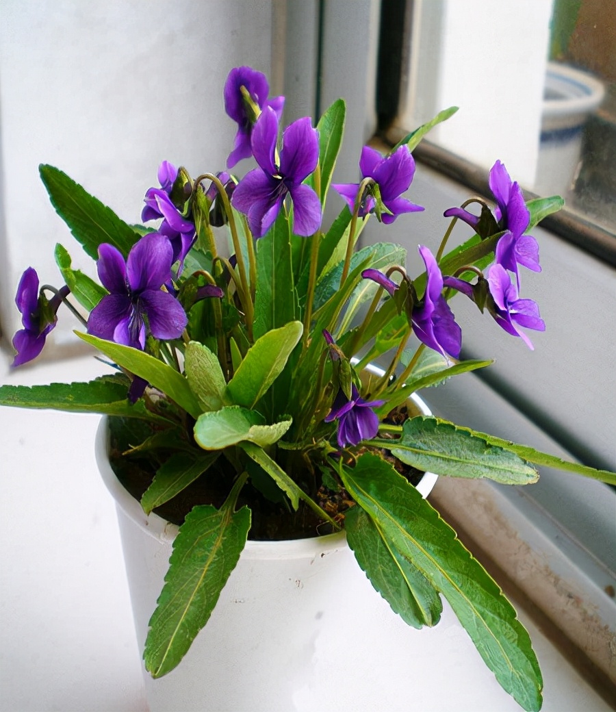 常见紫色的花有哪些（紫色花朵的花名都叫什么名字）-第26张图片