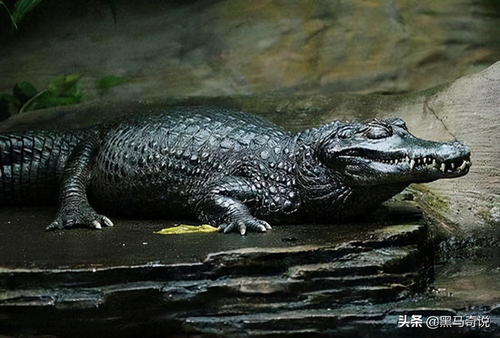 亚马逊河十大恐怖生物（亚马逊热带雨林区的特有生物）-第25张图片