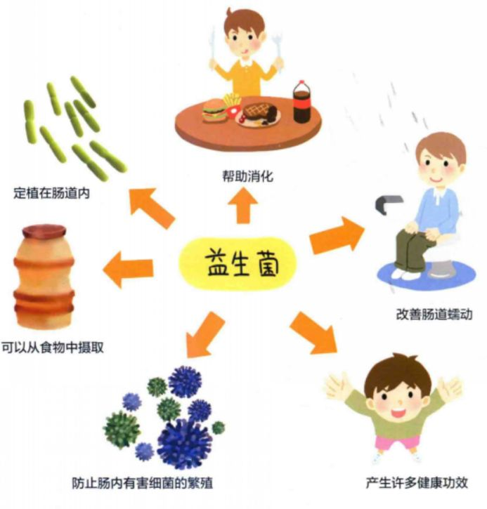 益生菌除了与肠道有关系,还与身体哪些部位有关系?-第11张图片 益生菌除了与肠道有关系,还与身体哪些部位有关系?-第11张图片