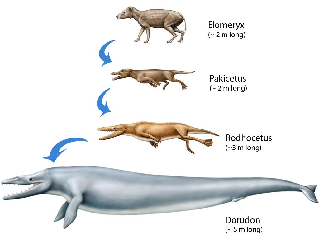 蓝鲸有多大有多重（地球上有史以来最大的生物是什么）-第10张图片