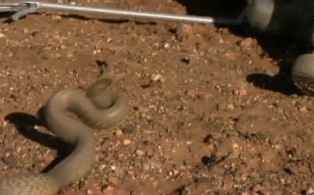 世界最毒的毒蛇第一名（被吉尼斯纪录认证的世界最毒之蛇）-第4张图片