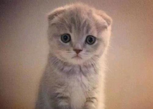 全球十大名贵猫排名榜-第6张图片 全球十大名贵猫排名榜-第6张图片