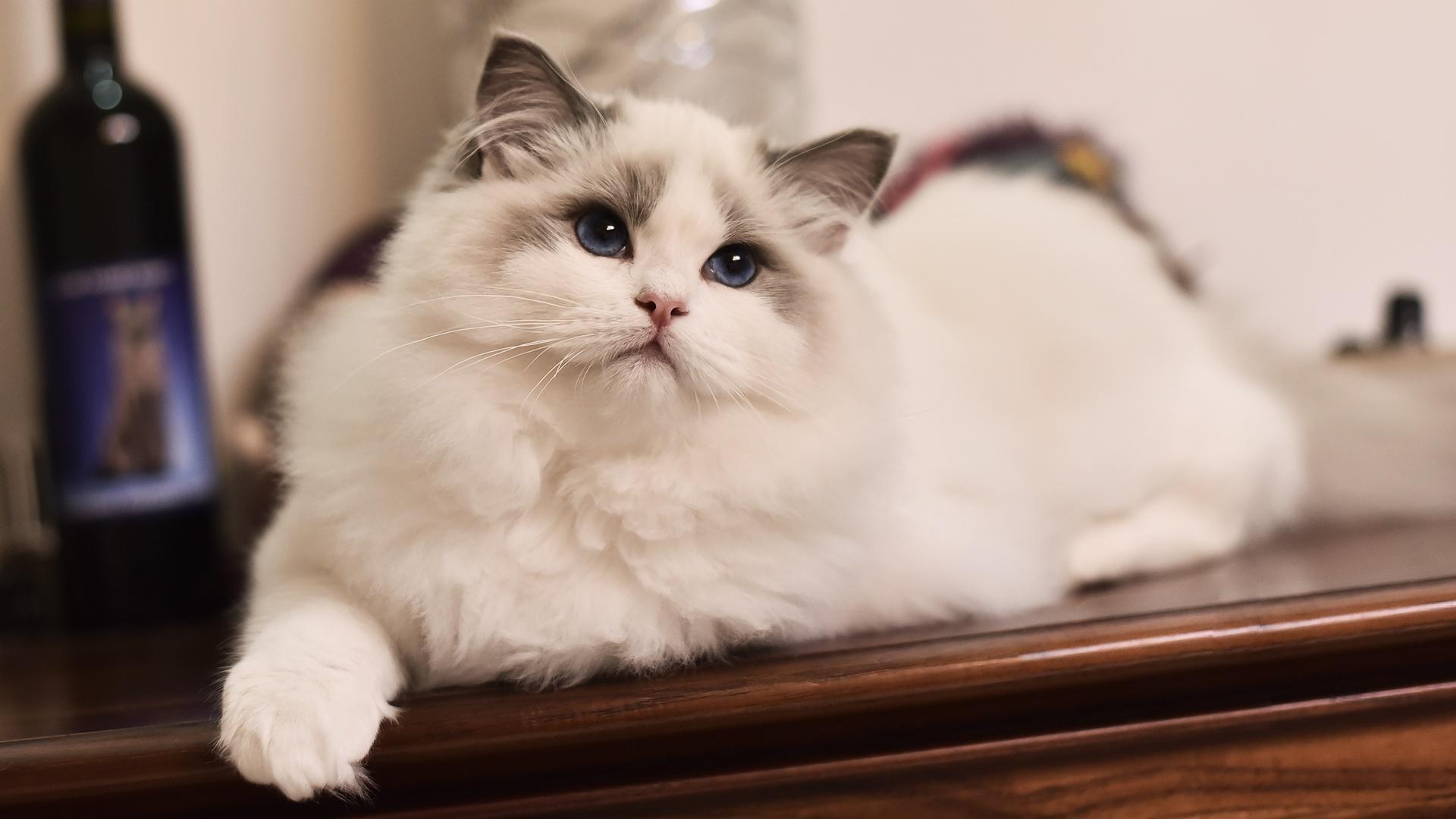 猫的品种有哪些(俄罗斯猫的品种有哪些)-第6张图片 猫的品种有哪些(俄罗斯猫的品种有哪些)-第6张图片