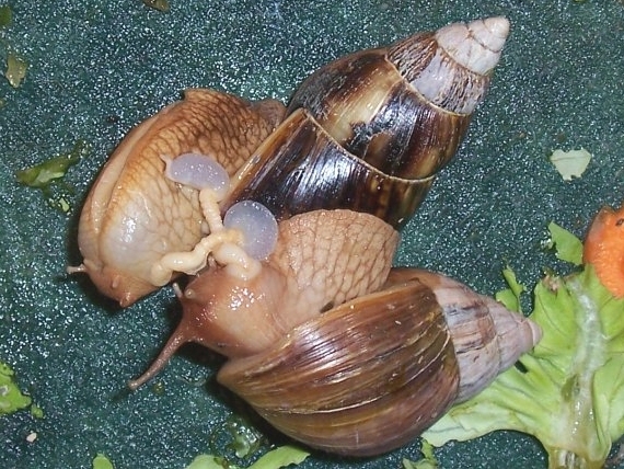 非洲大蜗牛可以吃吗（非洲的大蜗牛到底能不能食用）-第3张图片