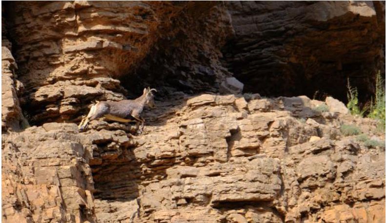 为什么青藏高原上的羊能在垂直悬崖上跳跃奔跑-第9张图片