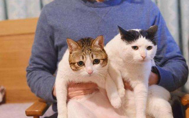 全球十大名贵猫排名榜-第19张图片 全球十大名贵猫排名榜-第19张图片