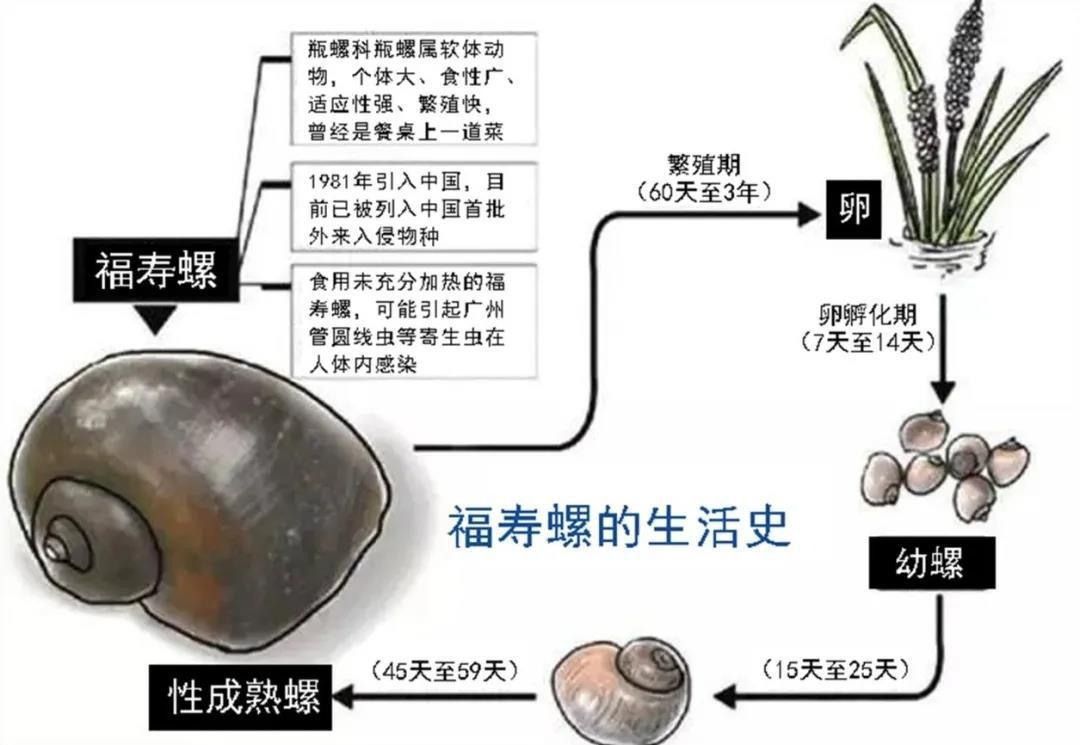 福寿螺到底能不能吃?-第2张图片 福寿螺到底能不能吃?-第2张图片