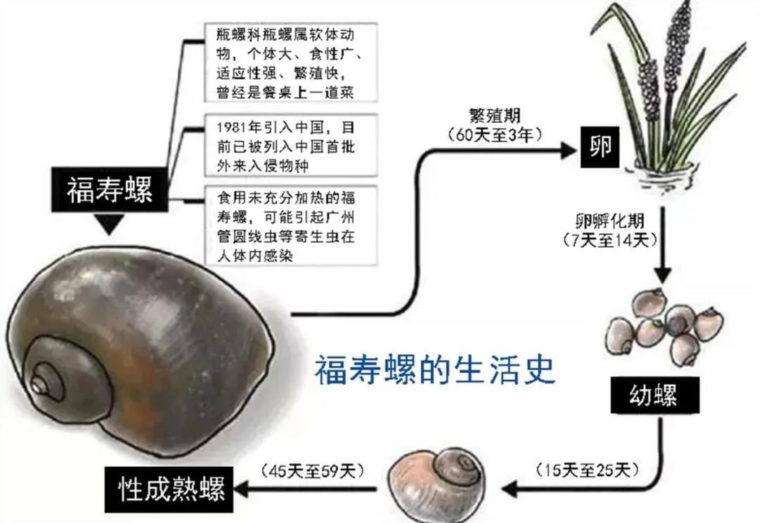 福寿螺到底能不能吃？-第2张图片