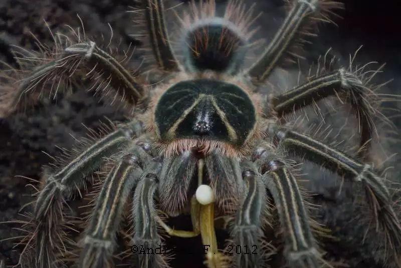 世界上最大的蜘蛛王是什么（巨型蜘蛛王有多大）-第1张图片
