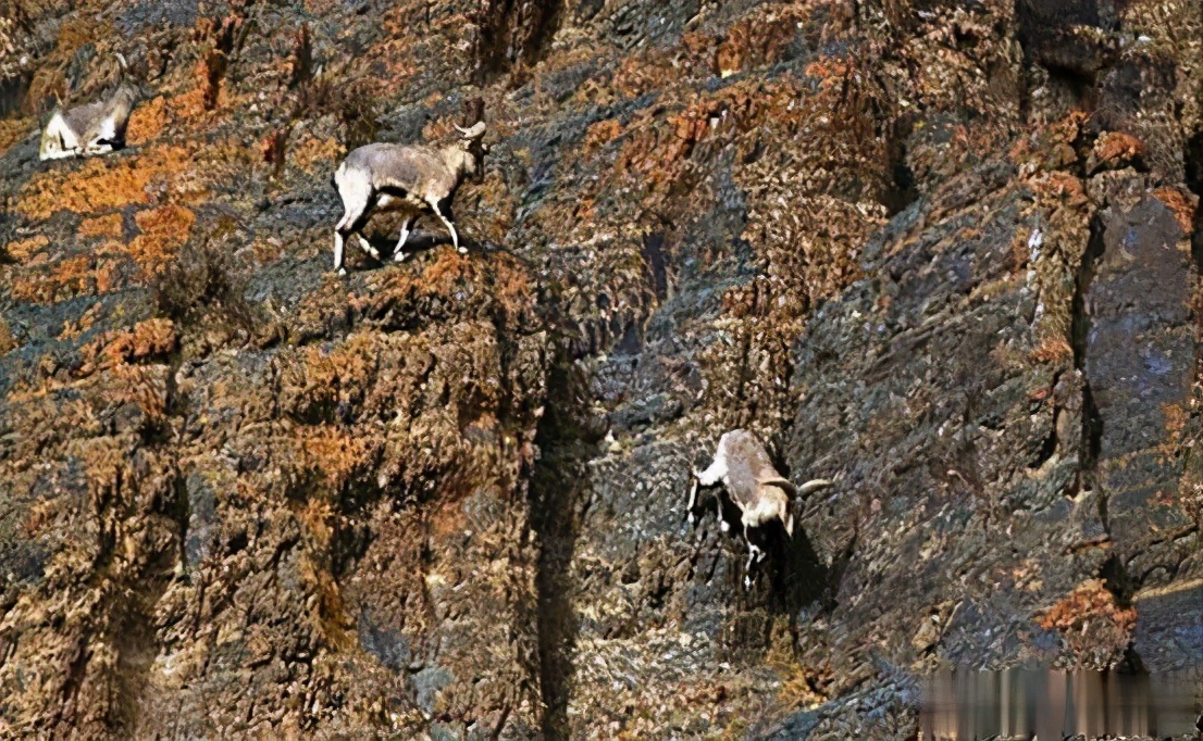 为什么青藏高原上的羊能在垂直悬崖上跳跃奔跑-第10张图片
