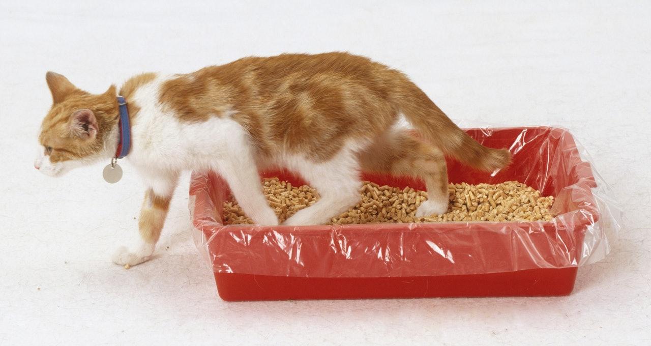 怎么处理拉尿的猫砂-第4张图片
