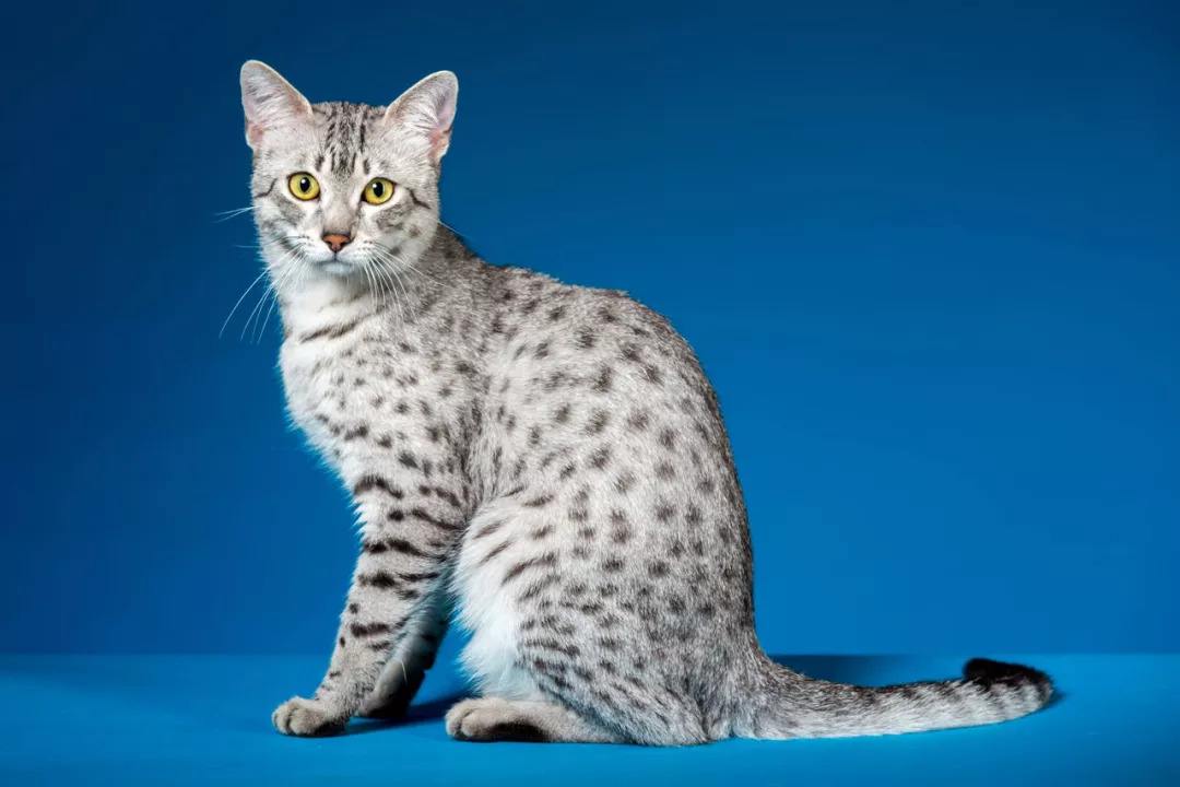 猫的寿命最长能活多少年(英短猫的寿命最长能活多少年)-第6张图片