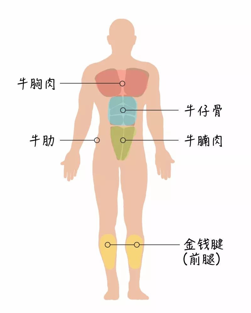 牛腩是牛身上的哪个部位图片,牛身上108个部位名称-第4张图片