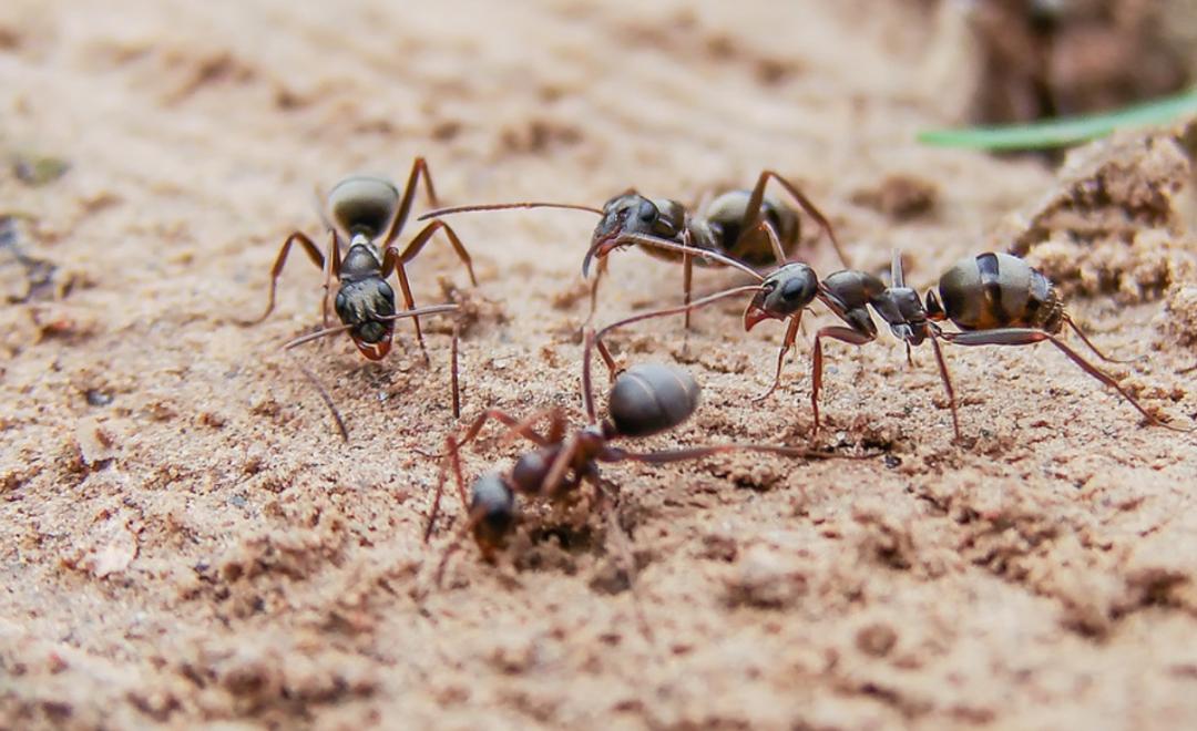 蚂蚁的外形特点和生活特征（蚂蚁长相习性和生活环境介绍）-第14张图片