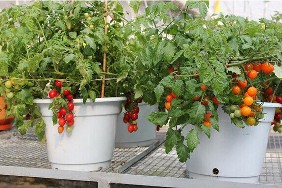 盆栽小番茄的种植方法(盆栽小番茄的种植方法和管理)-第9张图片