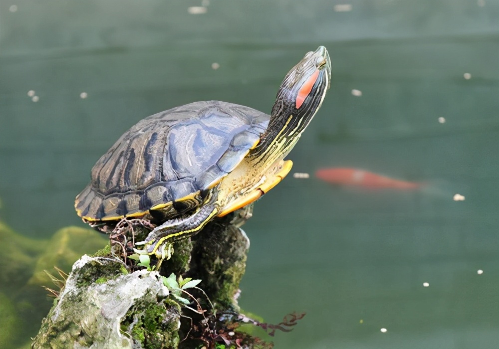 巴西红耳龟的简介（巴西红耳龟在我国属于入侵物种吗）-第1张图片