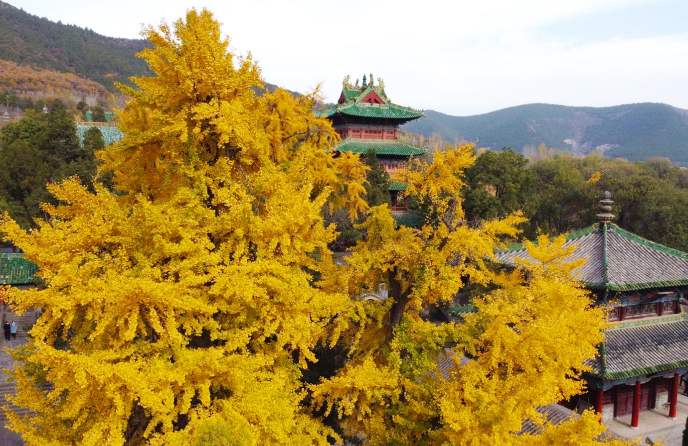 中国的国树是什么树（大众认为的银杏树象征着什么）-第3张图片