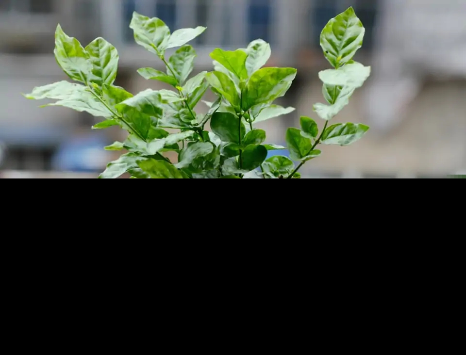 北方茉莉花好养吗（茉莉花适合新手室内还是室外养）-第7张图片