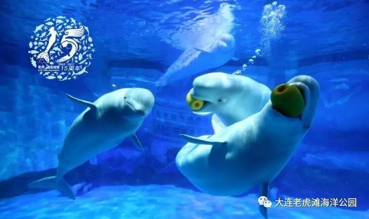 鲸鱼是什么动物,鲸鱼动物百科-第21张图片 鲸鱼是什么动物,鲸鱼动物百科-第21张图片
