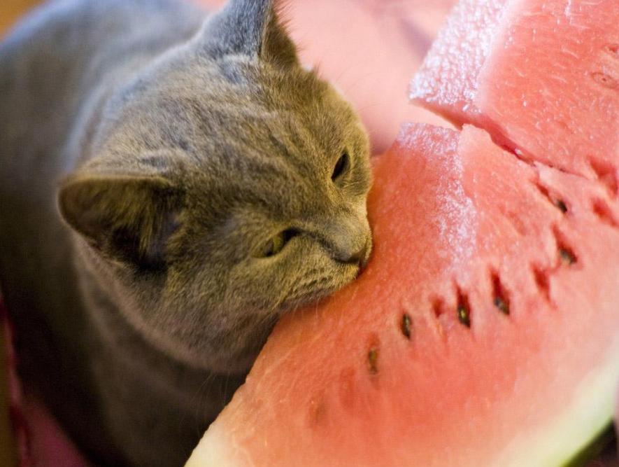 猫最爱吃的10种蔬菜水果（猫咪可以吃的蔬果有哪些）-第8张图片