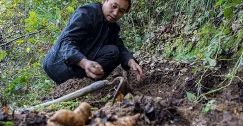 种植什么药材最赚钱（种什么药材又快又值钱）-第2张图片