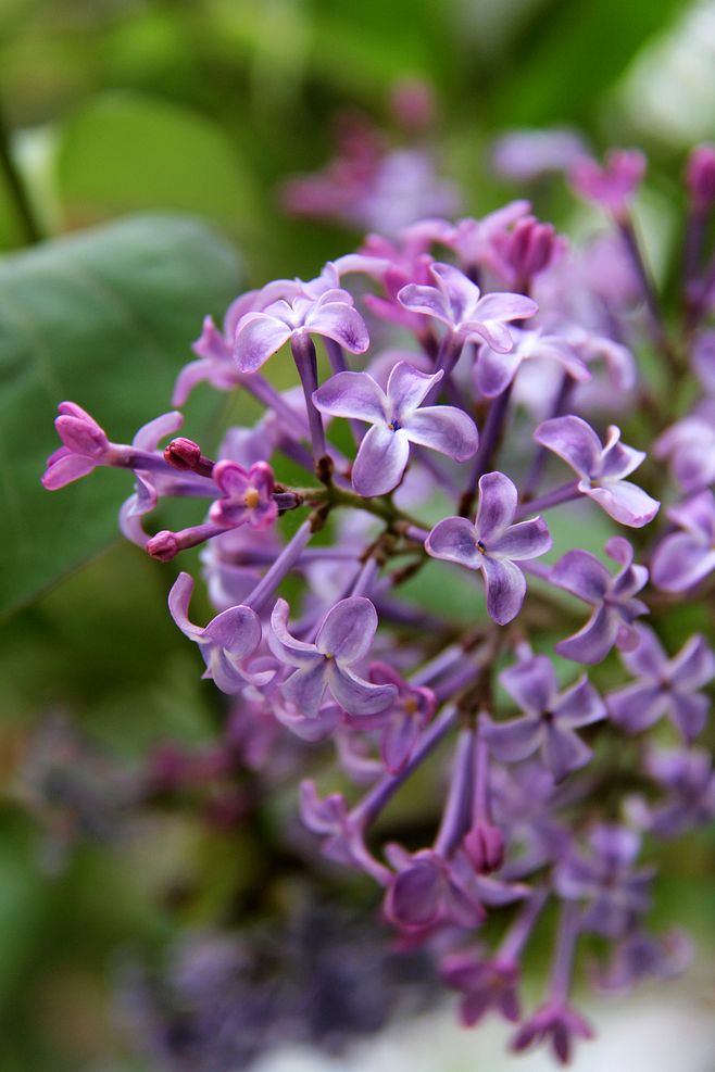 常见紫色的花有哪些（紫色花朵的花名都叫什么名字）-第18张图片