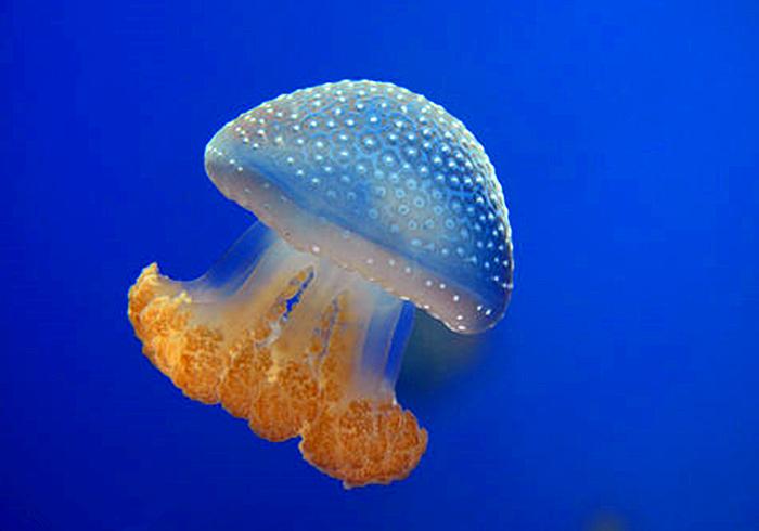 水母和海蜇的区别在哪里（海蜇和水母是一个东西吗）-第8张图片
