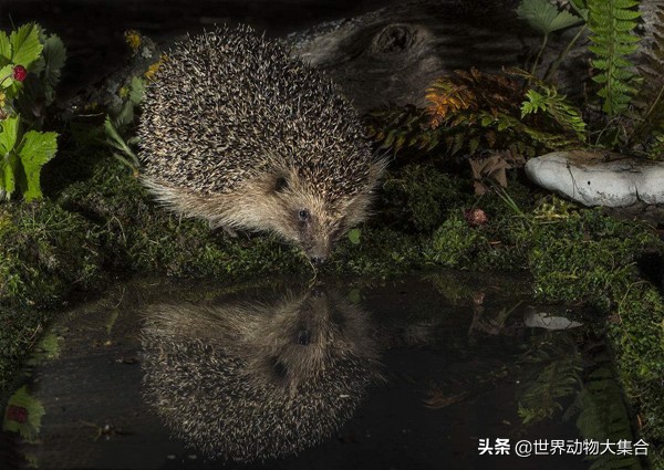 常见夜行动物有哪些（夜行动物有什么特点）-第6张图片