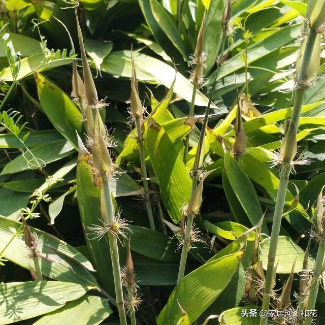 为什么说竹子开花赶紧搬家（竹子开花马上搬家什么意思）-第3张图片