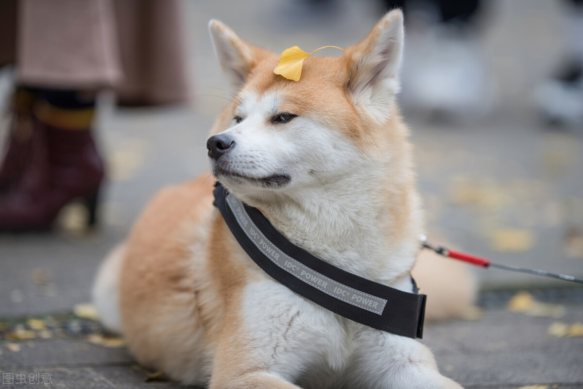 秋田犬为什么禁养（日本秋田犬在国内被禁养的原因）-第9张图片