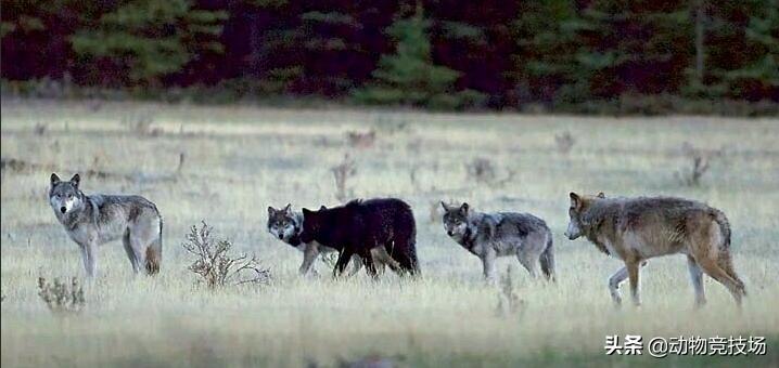 世界上体型最大的狼|品种（世界上体型最大的狼在哪）-第2张图片